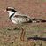 Black-fronted Dotterel